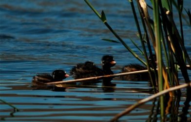 Odúzás és madarászás Apajon