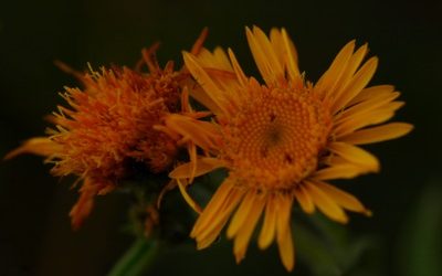 Botanikai túrák BZ-vel Budapesten I.