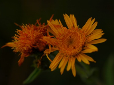 Botanikai túrák BZ-vel Budapesten I.