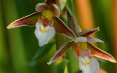 Botanikai túrák BZ-vel Budapesten II.