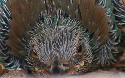 Odúzás és botanika