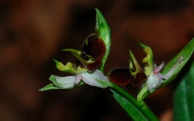 Csillebérci szarvasbangók